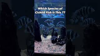 Can You Guess the Cichlid Species in 10 Seconds [upl. by Grissom]