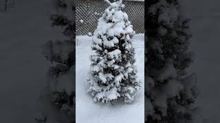 Snowy day winterseason snowfall winter shortvideo shorts shortvideoyoutube [upl. by Anikat]