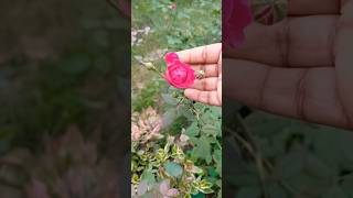 Morning flower vibes🥀 shorts viral viralvideo roseflower garden trending gardening ytshorts [upl. by Zinn67]