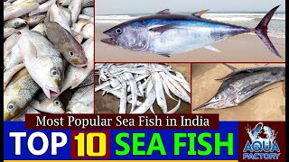 Different Types of Sea Fish  Top 10 Fishes  Sea Fish Names  Aqua Factory [upl. by Zuleika]