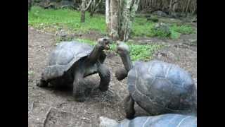 Galapagos Tortoise Fight [upl. by Pincus641]