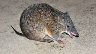 Interesting facts about Southern Brown Bandicoot by weird square [upl. by Nebur]