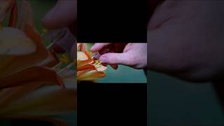 🌸 How to Pollinate Clivia Plants for Stunning Blooms 🌿2025 [upl. by Balthazar]