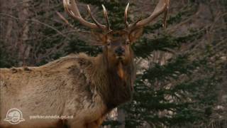 Jasper National Park [upl. by Nicolis734]