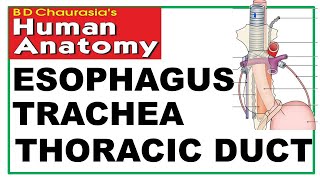 Chp 20  Esophagus  Trachea  Thoracic Duct  Thorax  Dr Asif Lectures [upl. by Rory]