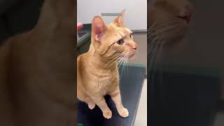 Cute Cats 😼 kitten meowing cute 😸 FunnyCats Part 9634 [upl. by Chee116]