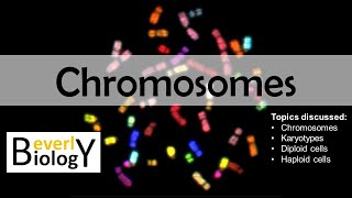 Chromosomes diploid vs haploid  updated [upl. by Nywde]