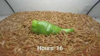 10 000 Mealworms vs Green Pepper [upl. by Carling]