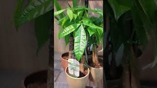 PACHIRA Plant  Money Tree 🌿😍 plant moneytree shorts youtube viral trending shortsvideo [upl. by Goldston331]