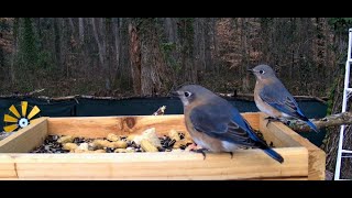 LIVE  PIP Bluebirds Blue Jays Warblers Cardinals Woodpeckers Nuthatches birds live [upl. by Ardnoet]