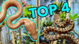 The Best Australian beginner Snakes [upl. by Reham803]