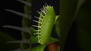 Venus Flytrap Catches Grasshopper 🌱 Nature Shorts VenusFlytrap CarnivorousPlants [upl. by Lucie]