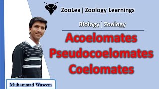 Acoelomates Pseudocoelomates and Coelomates  ZooLea  Lesson 13  Biology Zoology [upl. by Jodi]