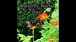 A Pipevine Swallowtail Butterfly Nectar Duo 💕swallowtailbutterfly flowers youtube garden [upl. by Sucy]