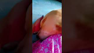 😎 Jambo 🥰🥰shorts jambo maa love animalsdog cute doglover subscribesupportviralshorts [upl. by Ynomrah728]