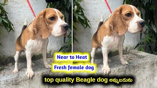 top quality Beagle dog for sale in telugu 94405 36954 aj pets [upl. by Bamberger]