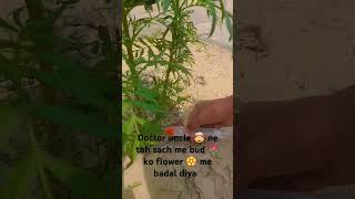 Bud ko flower me change kar diya😂😂 please subscribe 🙏 trending viral 🥺🙏DevashyaandTanishka [upl. by Pahl76]