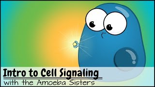 Intro to Cell Signaling [upl. by Pippa418]