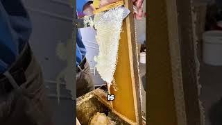 This man is uncapping a honeycomb using a special knife 😱 shorts [upl. by Uahc787]