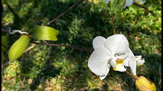 Orchid keiki bloom while still on stem [upl. by Lebna]