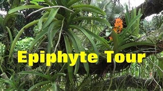 The Plant Traveller Epiphyte Tour [upl. by Emiaj]