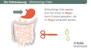 Ablauf der Verdauung von herkömmlichen und mittelkettigen Fetten [upl. by Demitria]