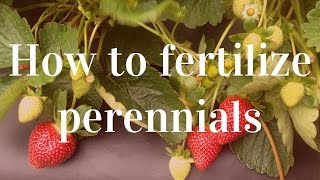 The Importance of Fertilizing Perennials amp How to Do It [upl. by Yahsel]