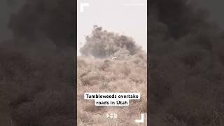 Tumbleweeds overtake roads in Utah [upl. by Evangelia569]