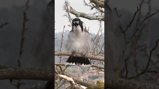 Butcherbird Barry Singing and FLUFFED the MAX Beatuiful Birds Australia ⭐️⭐️⭐️⭐️⭐️⭐️ [upl. by Amiaj374]