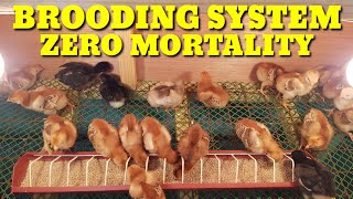 PAANO ANG MAGANDANG BROODING SYSTEM PARA MAKAIWAS SA MORTALITY NG MGA SISIWBACKYARD FARMING [upl. by Brittnee]