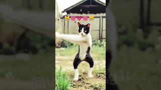 Ia Cat Dance videovairalshort shortending [upl. by Acinyt507]