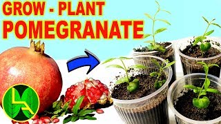 How to grow pomegranate plants at home with locally brought fruit [upl. by Quartis]