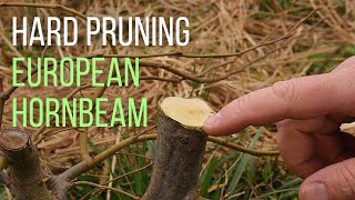 Hard pruning an European hornbeam Carpinus betulus pre bonsai [upl. by Azeret]