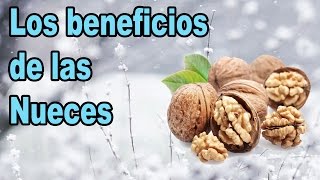 Beneficios de las nueces para personas y animales [upl. by Anavlis]