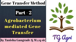 Agrobacterium Mediated Gene Transfer  Indirect gene transfer method  Inplanta transformation [upl. by Gottwald]