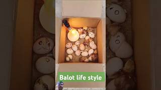 Balot life trending video egg diy chicken birds birdeggs lovebirds birdslover eggschicks [upl. by Nylahsoj876]