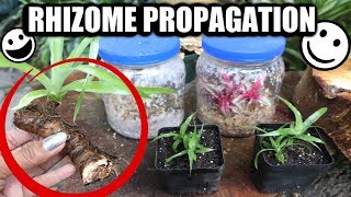 Rhizome Propagation amp Bromeliad Care  Pot amp Grow  Tips amp Tricks [upl. by Oettam771]