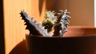 How I take care of succulent Huernia thuretii [upl. by Yanahc]