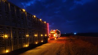 Cattle haulingTexasKansasAnother cattle runSmokehouse Creek FireCanadianTX cattle trucking [upl. by Ehpotsirhc]