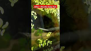 Wrestling Halfbeak fishfish aquascape plants viralshort aquariumfish bogofishaquariumplants [upl. by Inej]