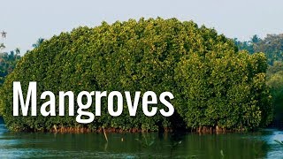 Mangroves  The Guardians of the Coasts [upl. by Marius]