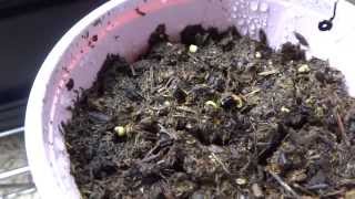 Growing Super Hot Peppers 01  Germinate 3 Different Methods [upl. by Alekahs183]