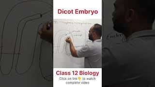 Dicot Embryo  Class 12 Biology dhimansbiology biologyclass12 embryo [upl. by Yendroc471]