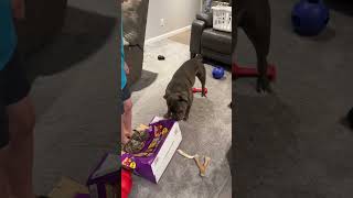 Bulldog Wants Chips bulldoglife snacks fritos puppy funnydogvideos [upl. by Hogle263]