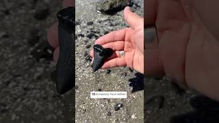 Giant shark tooth from Megalodon’s direct ancestor found on an Adventure 😱 fossils charleston [upl. by Arahsal]