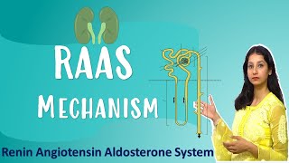 Renin Angiotensin Aldosterone System I RAAS Mechanism I Animal Physiology I NEET CSIRNET GATE CUET [upl. by Cookie777]