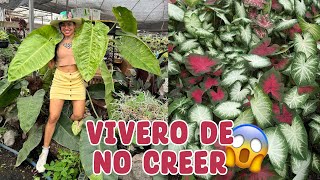 Colección de caladios filodendros y plantas de interior gigantes │Candy Bu [upl. by Notrab]