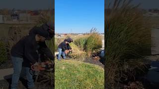 Cutting LARGE grasses with the ECHO HC152 ECHO trimmer gardening lawncare satisfying grass [upl. by Ziegler653]