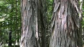 Shagbark Hickory Carya Ovata [upl. by Ladew]