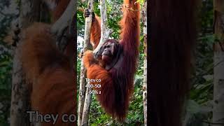 Bornean Orangutan primateconservation biodiversity [upl. by Binny]